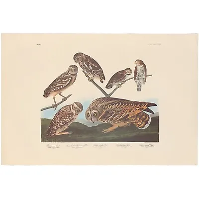 $250 • Buy Audubon Amsterdam Ed Dbl Elephant Folio Lithograph Pl  432 Burrowing Owl
