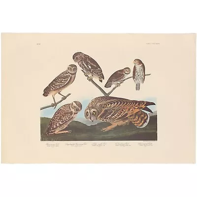 Audubon Amsterdam Ed Dbl Elephant Folio Lithograph Pl  432 Burrowing Owl • $250