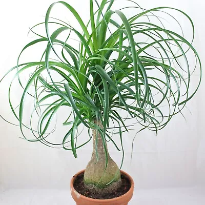 5 X Ponytail Palm Seeds. Beaucarnea Recurvata.  Exotic Looking Tropical Plant. • £5.95