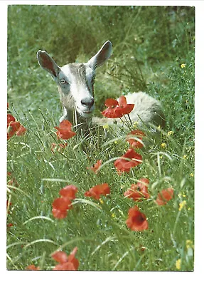£1 • Buy POSTCARD SHOWING A GOAT & POPPIES By PAUL MASON.