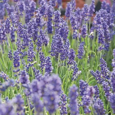 Lavender Blue Fragrance Seeds Grow Your Own Flowers Simply Garden • £2.29