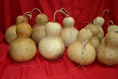 $50 • Buy Gourds  Group Of 10 Medium Bottle Gourds (dried  And Cleaned)