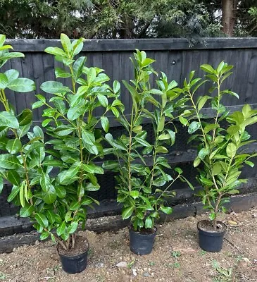 Cherry Laurel Hedging Plants X150 2.5/3 FT FREE UK DELIVERY 🇬🇧 • £2000