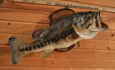 Trophy Size Live Action Real Skin Largemouth Bass Taxidermy Mount 26  10 Lb 4 Oz • $325
