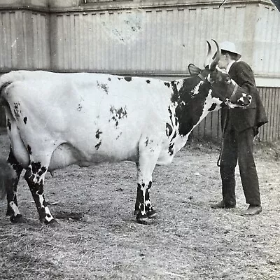 Antique 1920s Prize Dairy Cow Showing Ayr Scotland Stereoview Photo Card P2502 • $24.99