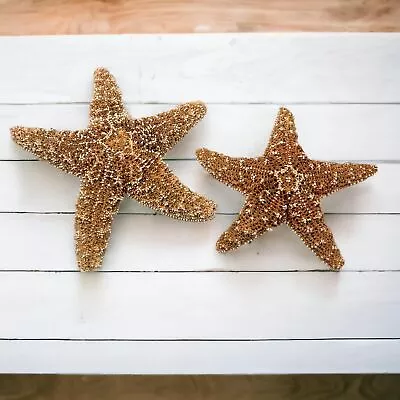 Sugar Starfish 4  - 6  Inch Large Starfish Sea Star Starfish Decor Aquari... • $27.44
