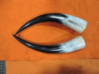 10  - 16  Bull Horns Cow Horns STEER LONGHORN Horns TAXIDERMY Pairs Polished • $65