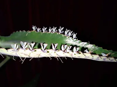 30 X Kalanchoe Daigremontiana żyworódka Mexican Hat Plant Mother Of Millions  • £7