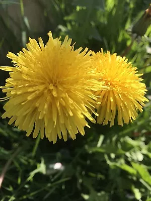 Wild Dandelion Seeds - 100 Loose Dry Seeds Approx  (uk Seller) • £4.99