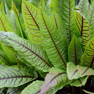 £2.89 • Buy 50 Gourmet Lemon Sorrel Seeds Green Large Leaf Red Veined Herbs For Planting