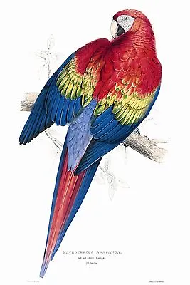 John Gould Poster Canvas Birds Print Parrot Painting Vintage  Australia Edward  • $14.61