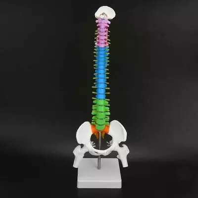 Removable 45cm Human Spine Model Skeleton For School Learning - Anatomical • $28.96