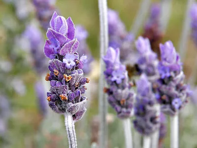 English Lavender - Lavandula Angustifolia - 200 Seeds - Lavender Vera • £1.09