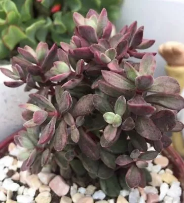 Crassula Rogersii Silk Variegated- Single Small Cutting - Succulent • $4.95