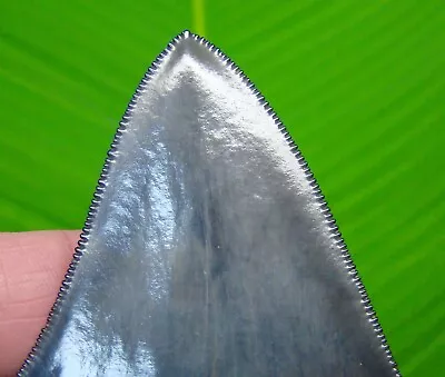 MEGALODON SHARK TOOTH  - 4 In.  GEORGIA USA  -100% NATURAL - NO RESTORATION! • $219