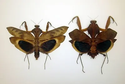 Mantidae/Deroplatys Desicata  (Pair) - Dry Leaf-mimic Mantis - Malaysia - DD (A) • $35.98