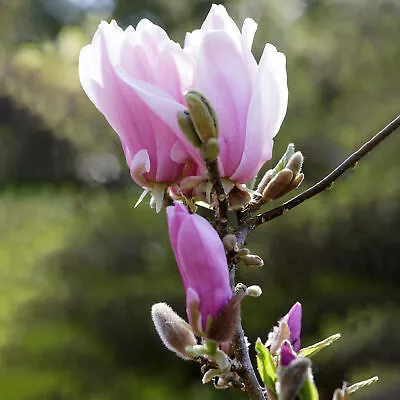 Magnolia George Henry Kern Hardy Deciduous Outdoor Garden Shrub Plant In 9cm Pot • £11.99