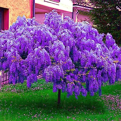5 Chinese Blue Wisteria Sinensis Tree Seeds Fast Climber Flower Vine Hardy Plant • $8.95