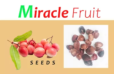 45 Seeds Miracle Fruit ( Carissa Carandas )Organic Grown Plants Tracking No • $42.99