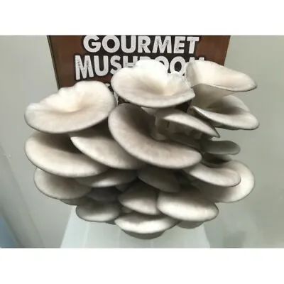 Gourmet Mushroom Mycelium Liquid Culture 25ml - Blue Oysters • $19.95