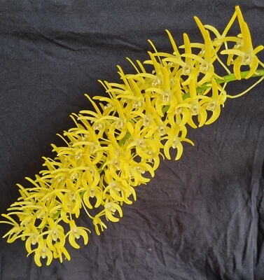 $35 • Buy Orchid Dendrobium Speciosum Australian Native Species Division 
