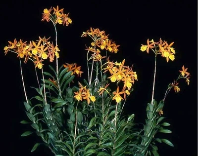 $20 • Buy Orchid Plant 0358. Epithechea Orange Passion (Epidendrum) X    Nice Plant In 80m
