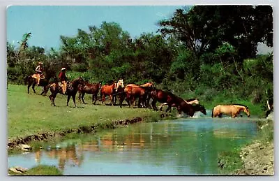 Animals~Cowboys & Horses Fording A Stream In Cattle Country~Vintage Postcard • $3.49