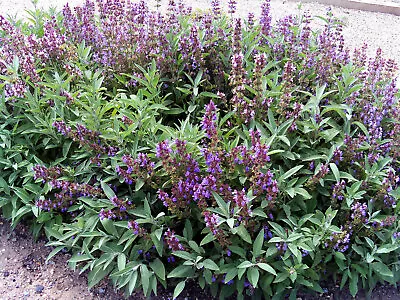 Salvia Officinalis Common Sage Aromatic Cooking Herb Kitchen 9cm & 17cm Pot • £9.55