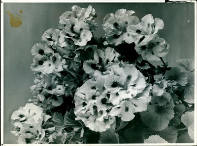 £12.47 • Buy Grand Slam-most Celebrated Of Regal Pelargoniums - Vintage Photograph 2033331