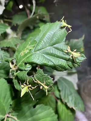 £45 • Buy 20x Leaf Insect Nymphs Unsexed (Phyllium Philippinicum ) M + F. 2-4 Weeks Old