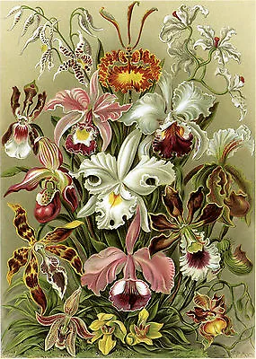 Art Forms In Nature: Ernst Haeckel: Orchideae - Fine Art Print • $13.99