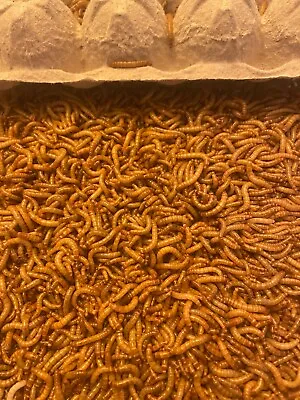 Live Mealworms Medium & Large - Nutritious Live Meal Worms 1000ct • $15.99