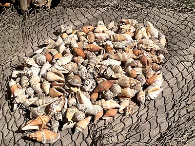 200+ Brown Chula Seashells Sea Shells Best Price 2+ Lbs FREE Ship! • $29.99