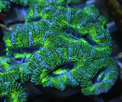 Stunning WYSIWYG Acan Acanthastrea Lordhowensis 6 Head Frag-Marine Coral LPS • £0.99