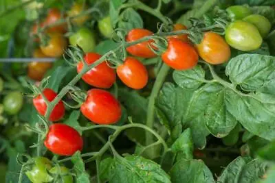 100 Seeds Sweet Red Grape Cherry Tomato Fresh  Seeds • $1.99