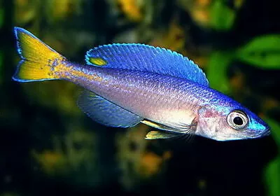 Cyprichromis Leptosoma (Mpulungu) ** LAKE TANGANYIKA CICHLID ** Malawi Fish • £10.99