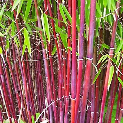 Fargesia 'Asian Wonder' | Red Clumping Bamboo | 14cm Potted Plant | Bamboo  • £12.99