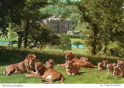 (av50) The Lions Of Longleat Warminster - Wiltshire Postcard • £4