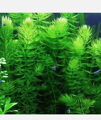 ⭐ Hornwort Pond Weed  & Aquarium Oxygenating Fish Tank Live Water Plant Weed⭐ • £6.60