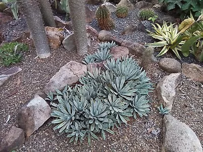 Agave Macrocantha Blue Ribbon - Succulent Agave Plants. • $10