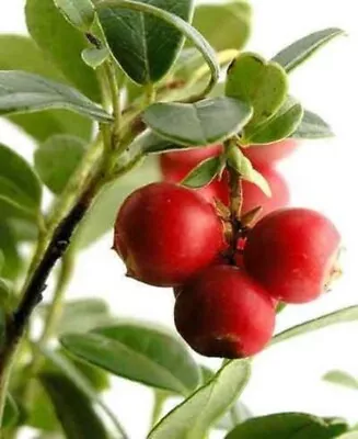 100 Perennial CRANBERRY Viburnum Red Fruit Bush Seeds • $3