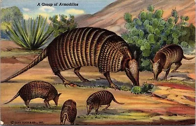 $2.99 • Buy Group Armadillos Linen Ridgewood New Jersey Nj 1947 Pm Postcard