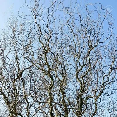 1 X 5-6ft Large Salix Tortuosa Tree - Twisted Corkscrew Willow Tree - 10l • £65.91
