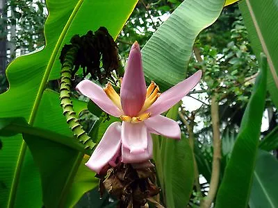 MUSA BALBISIANA - Wild Edible Banana - 10 Fresh Seeds - Huge Growing Tropical • £3.65