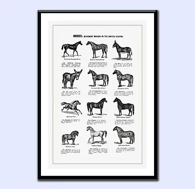 USA HORSE BREEDS POSTER Vintage Style Art Chilled Relaxation Wall Prints A4 • £8.99