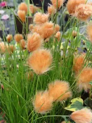 Eriophorum Russeoleum - Marginal Pond Plants  - Pond Plants - Water Plants - ... • £4.05