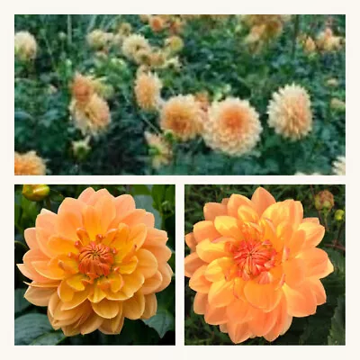 Waterlily Dahlia Rancho Tubers. Grade I Tubers. Pretty Apricot Summer Flowers. • £8.95