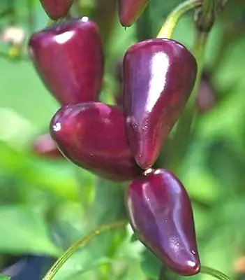 Purple Jalapeno Chilli Chili Chile Pepper Seeds • £2.75