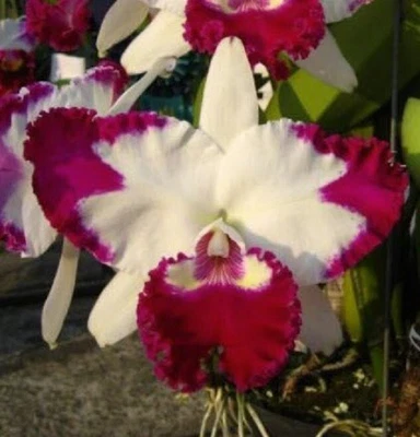 $25 • Buy Orchid Plant 0402. Cattleya White Spark Nice Plant In 100mm Pot