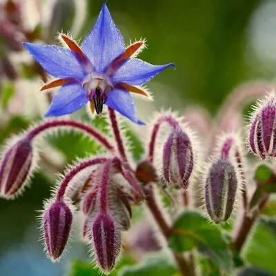 Borage (Boraginaceae) X 12 Plug Plants READY NOW • £12.99